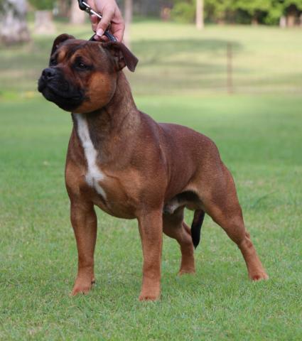 lackyle staffordshire bull terriers